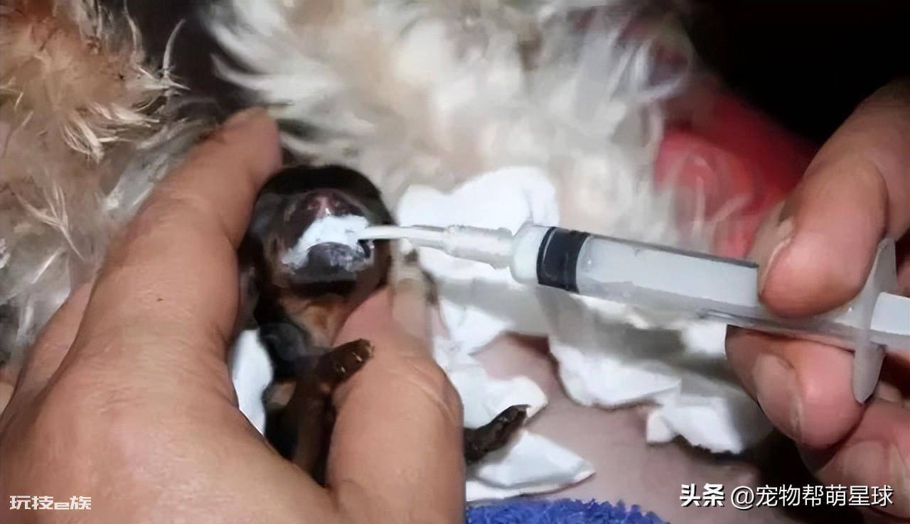 茶杯犬背后的残忍真相(可爱的背后是生不如死)-图片10
